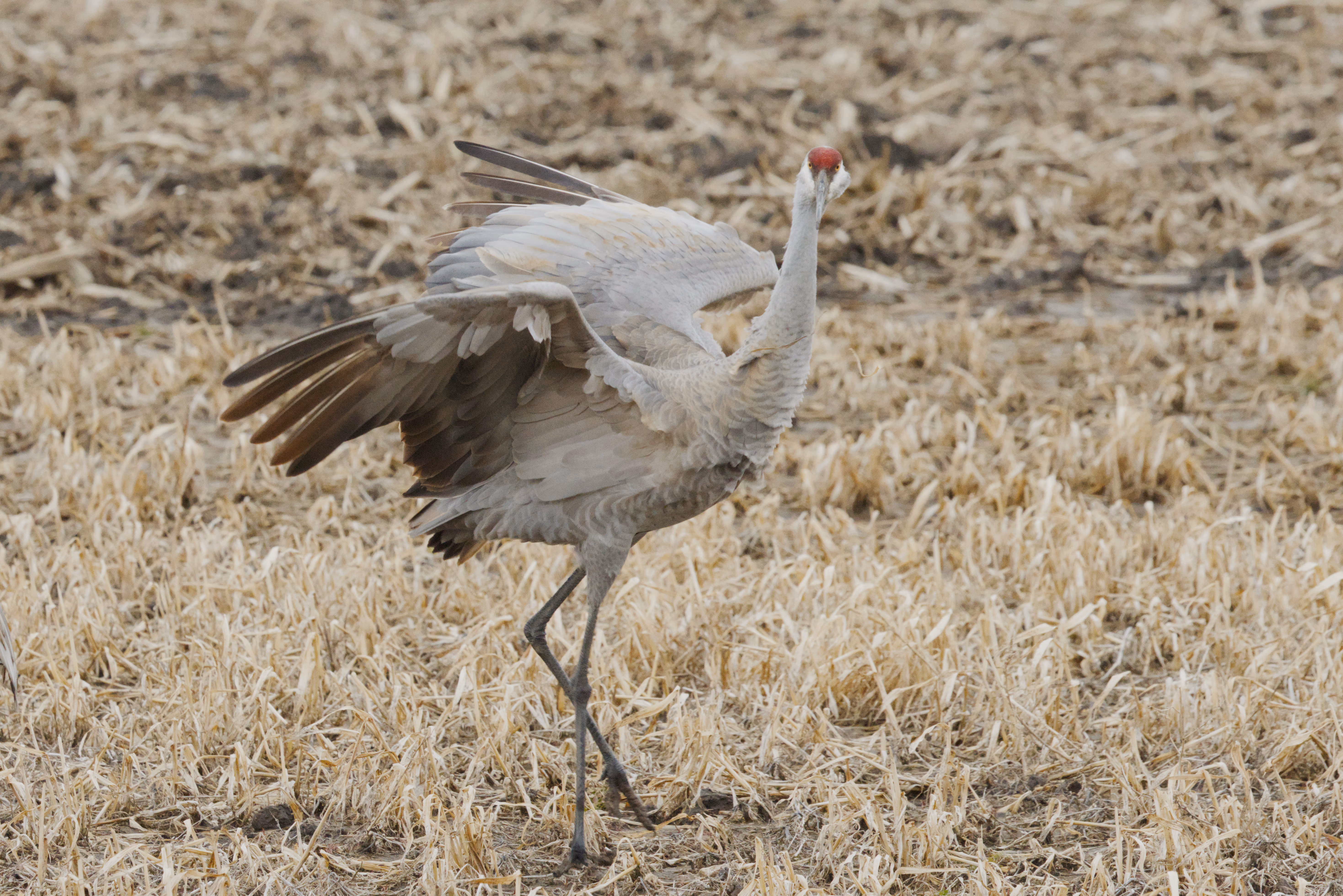 Sandhill Crane photograph 2