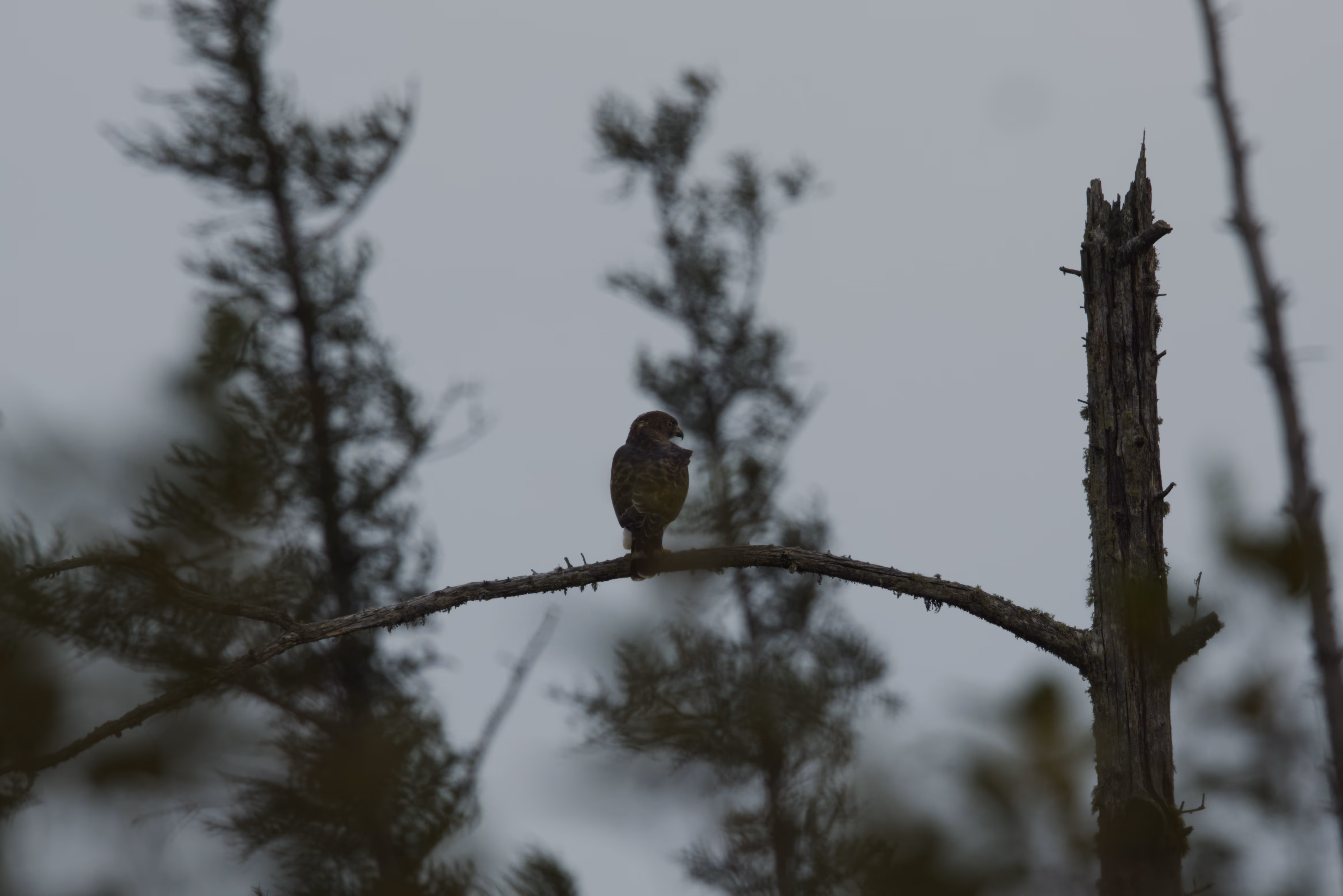 Sharp-shinned Hawk trip cover
