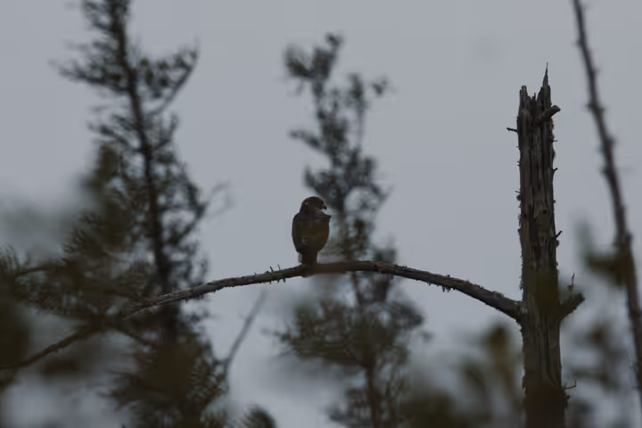Sharp-shinned Hawk recent capture