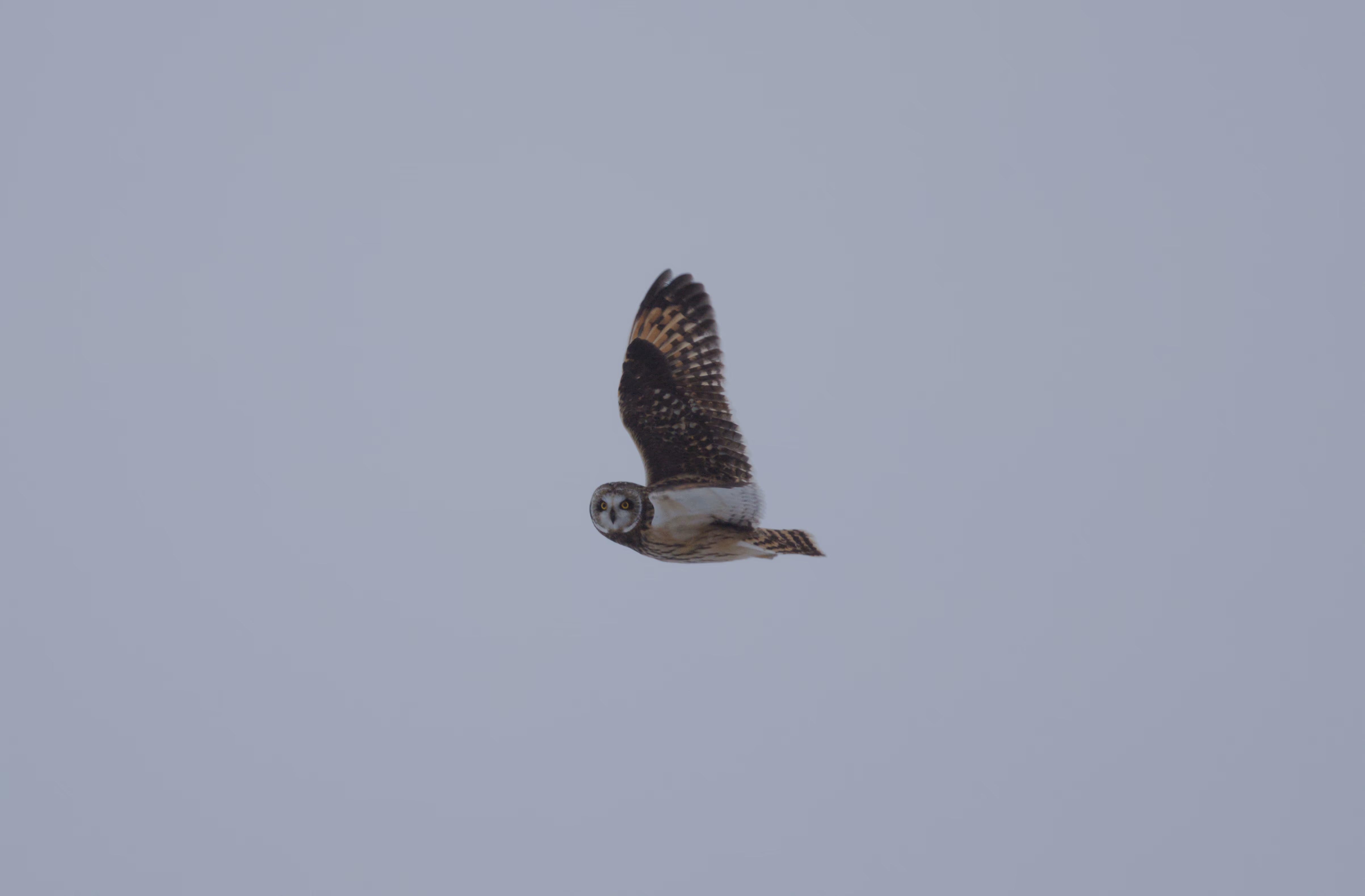 Short-eared Owl photograph 7