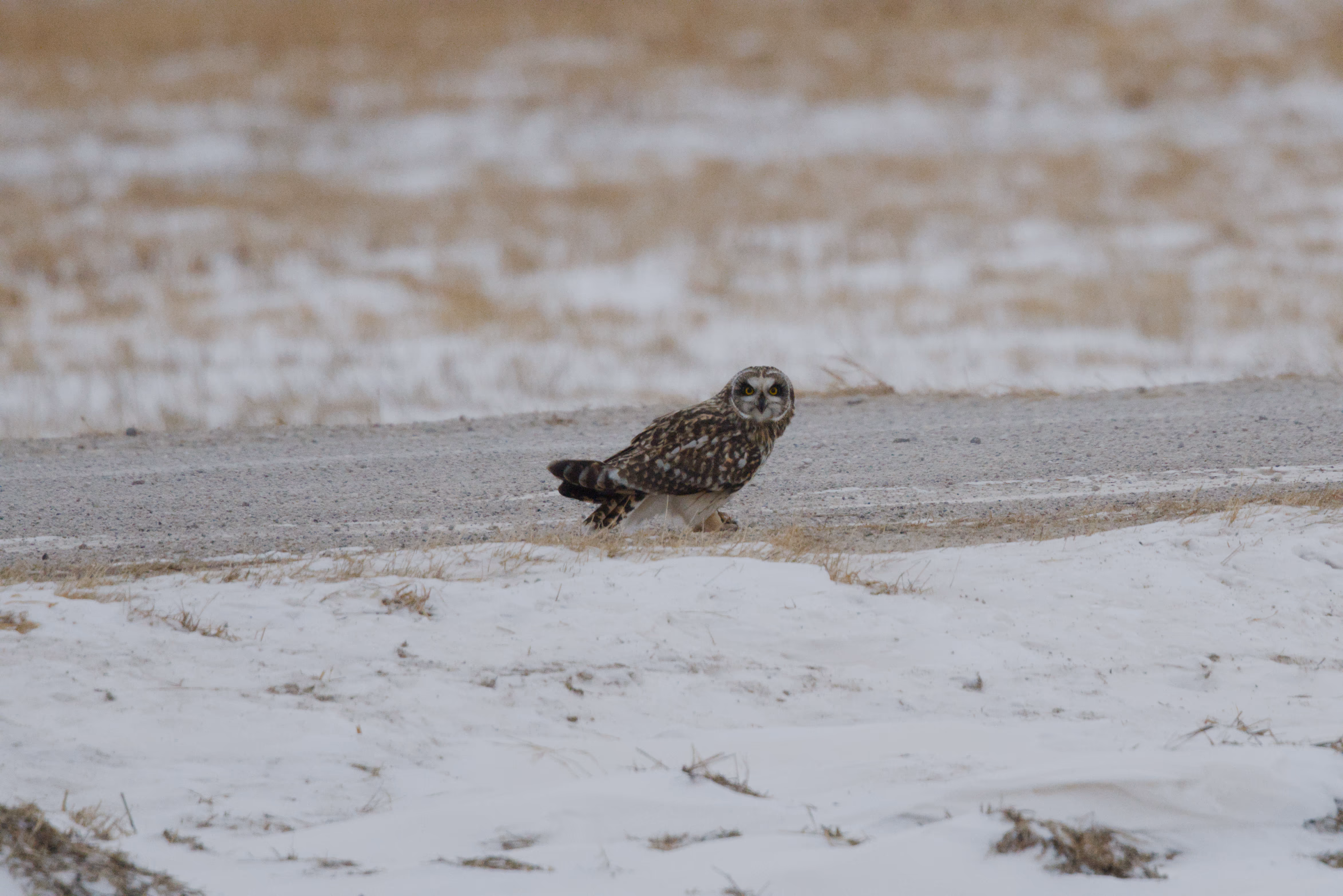 Short-eared Owl photograph 5