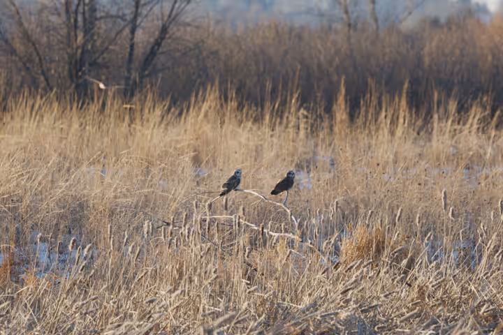 Short-eared Owl trip image