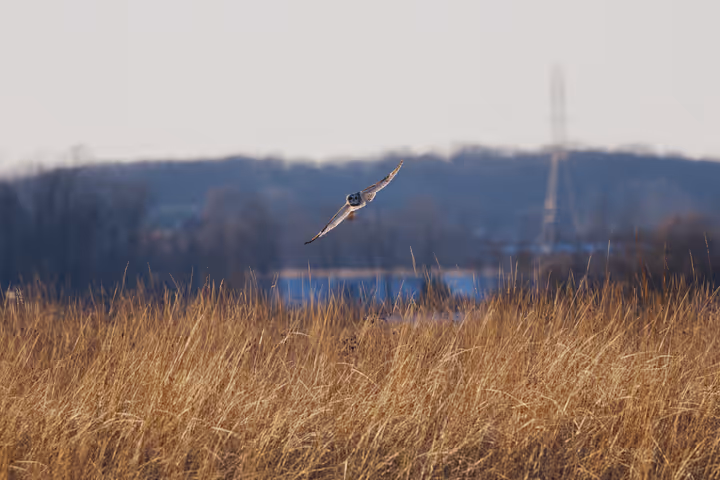 Short-eared Owl trip image