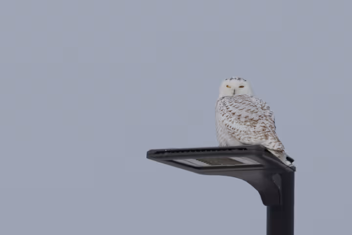 Snowy Owl trip image