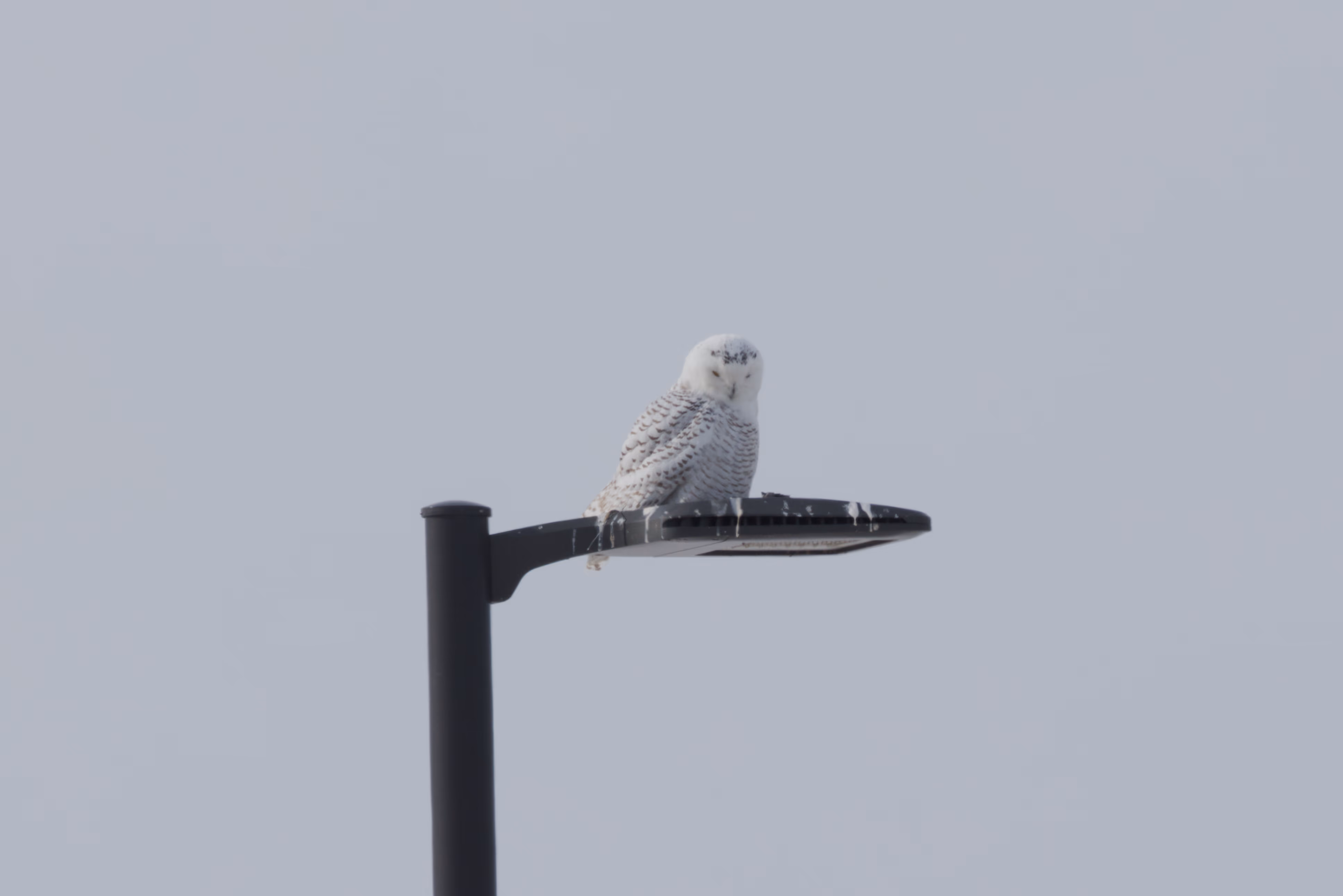 Snowy Owl photograph 4