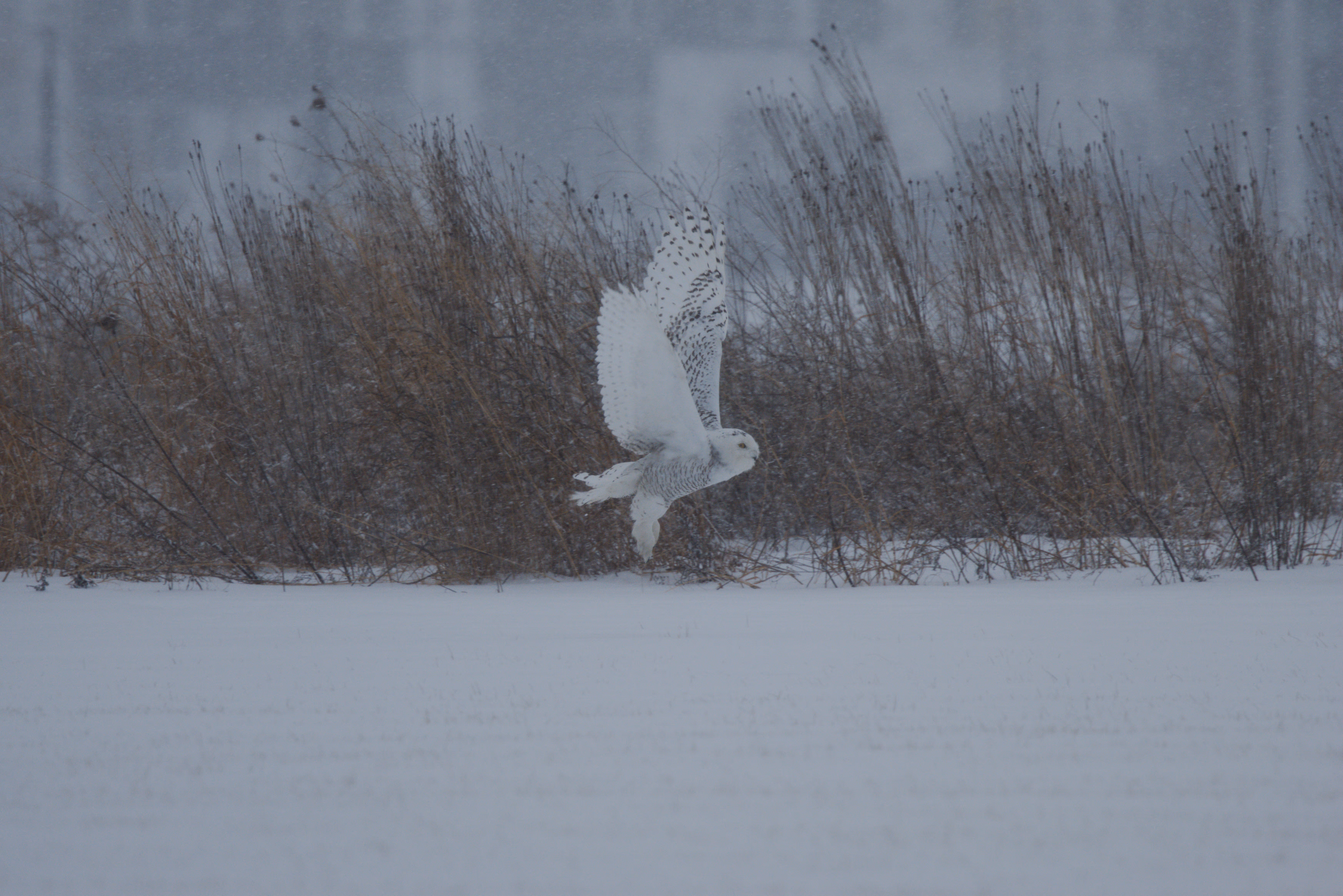 Snowy Owl photograph 3