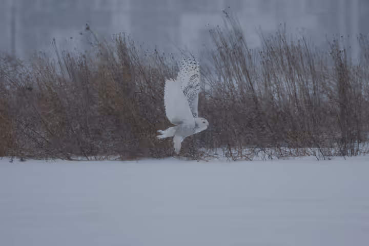 Snowy Owl trip image