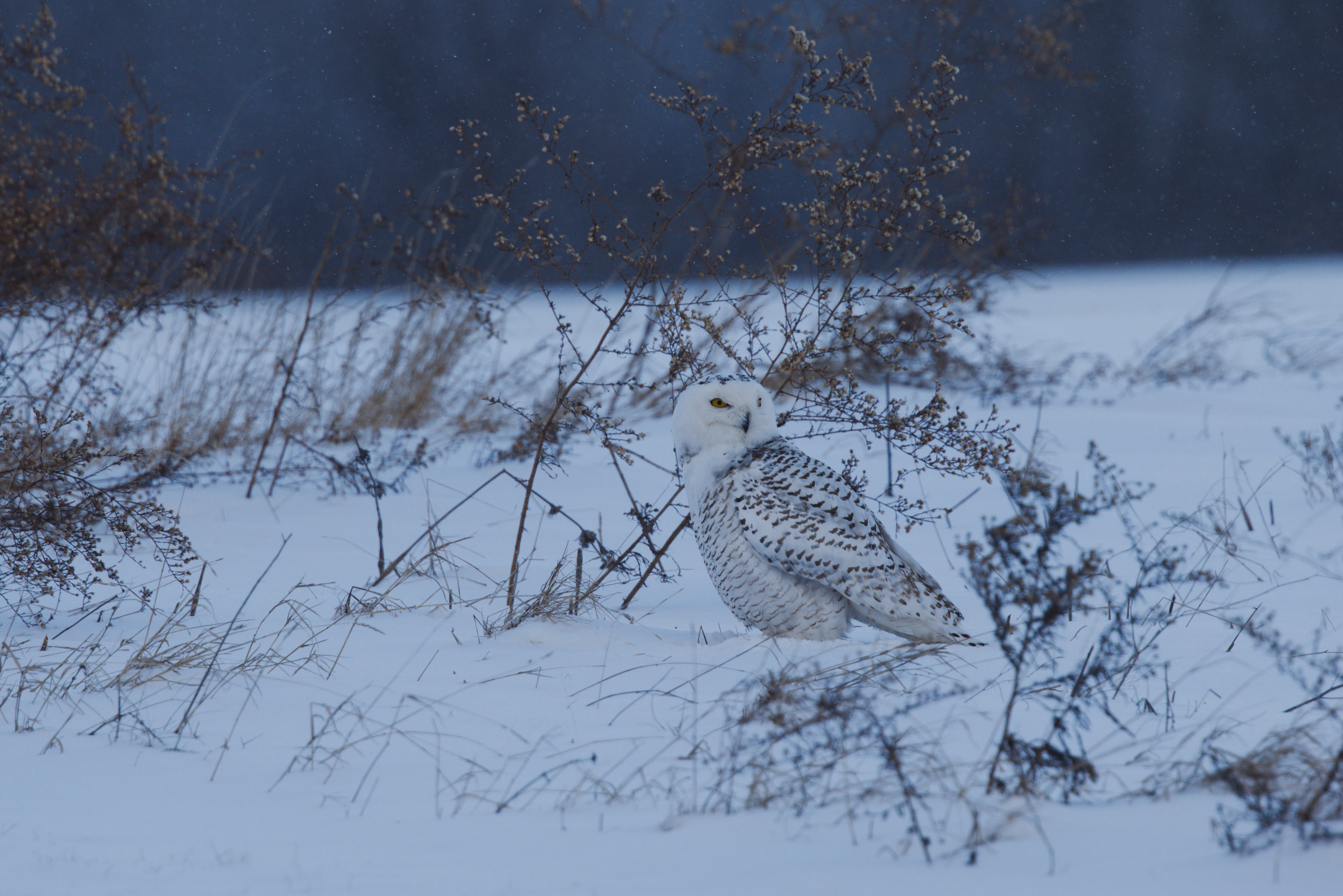 Snowy Owl photograph 2