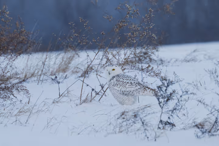 Snowy Owl trip image