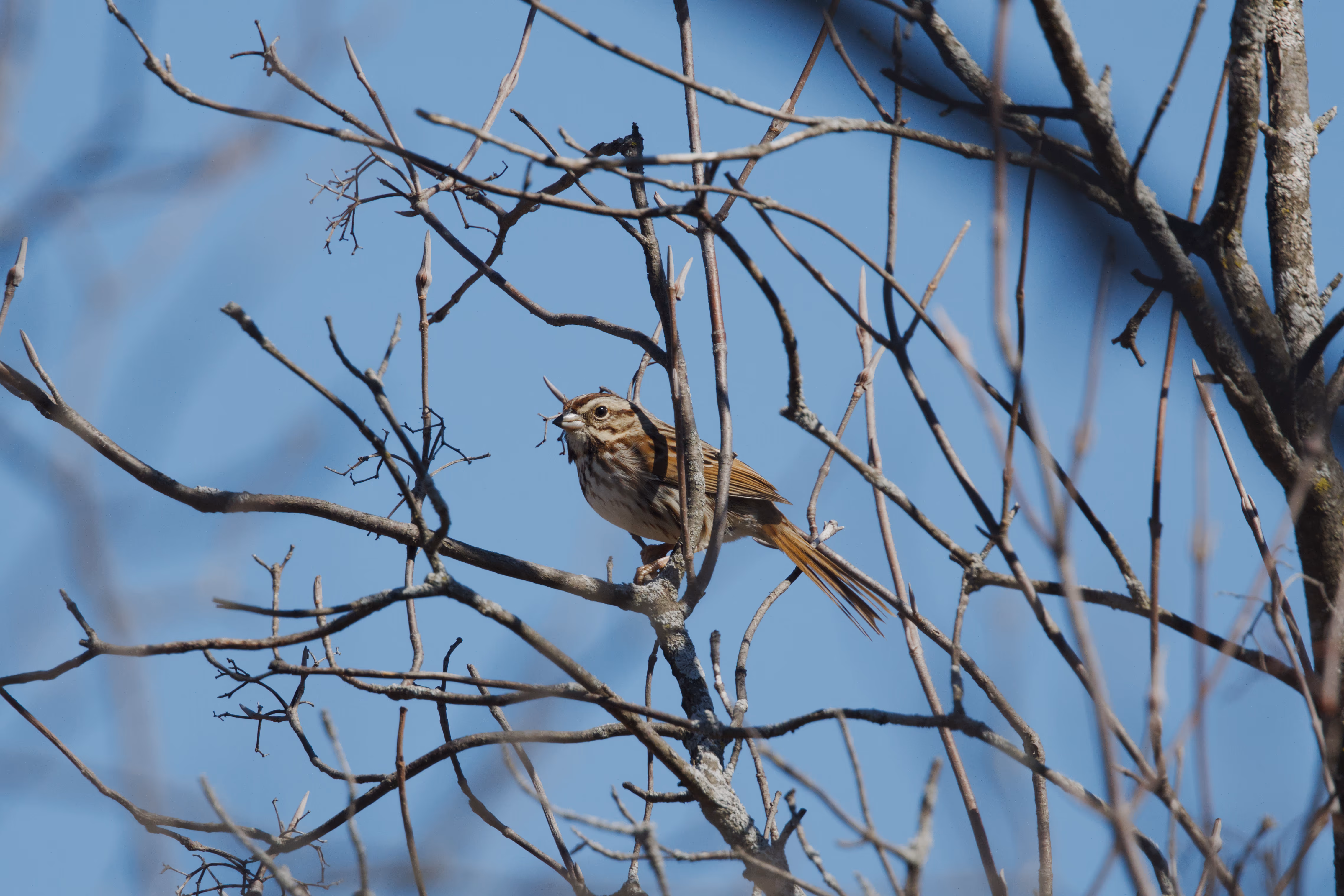 Song Sparrow photograph 1