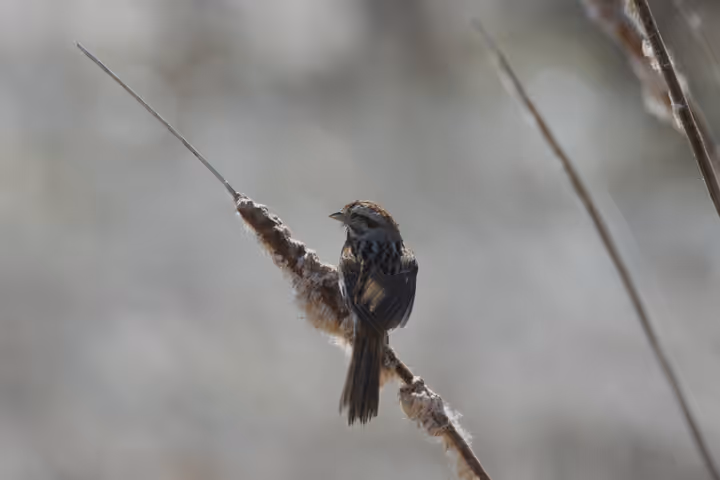 Swamp Sparrow recent capture