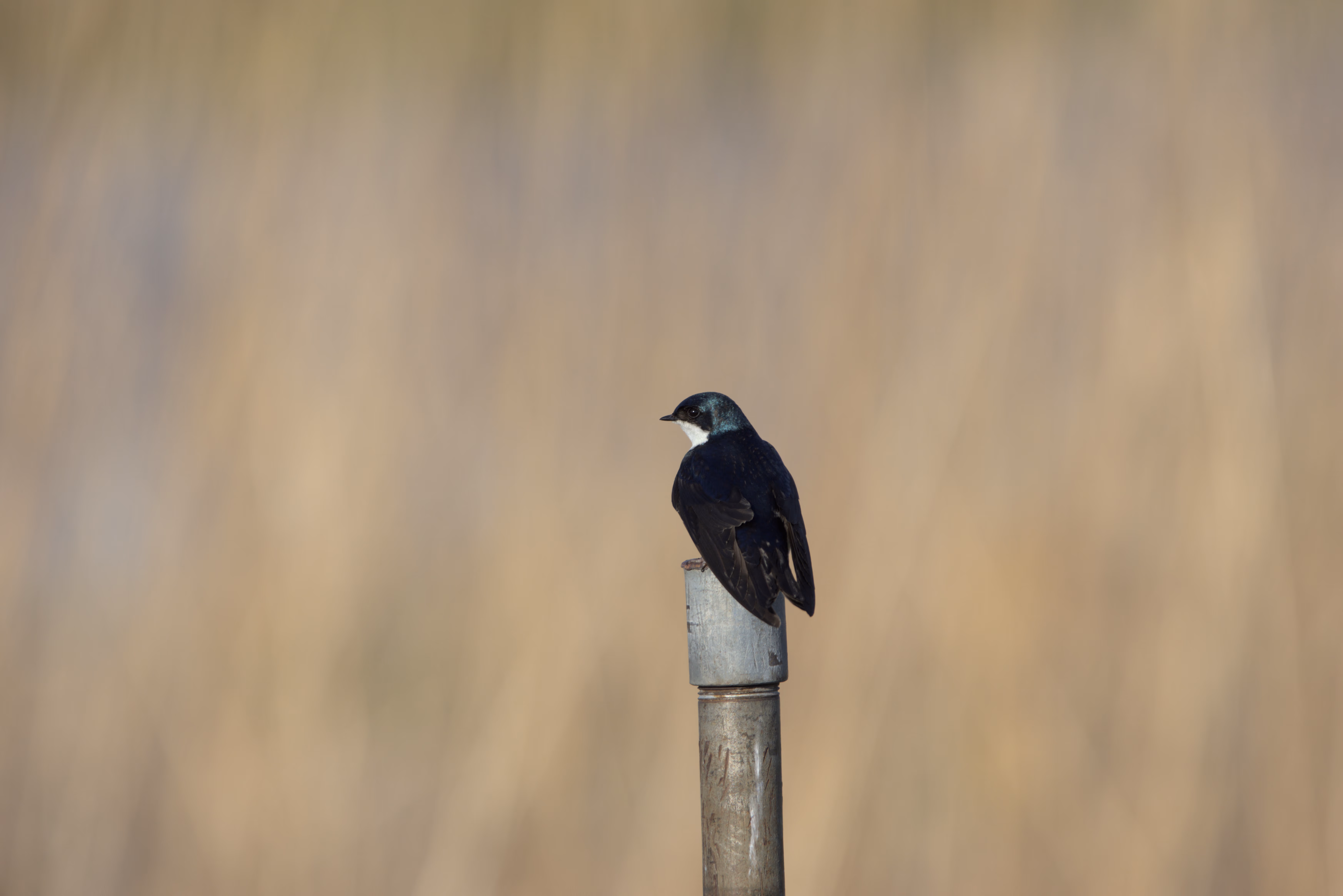 Tree Swallow photograph 1