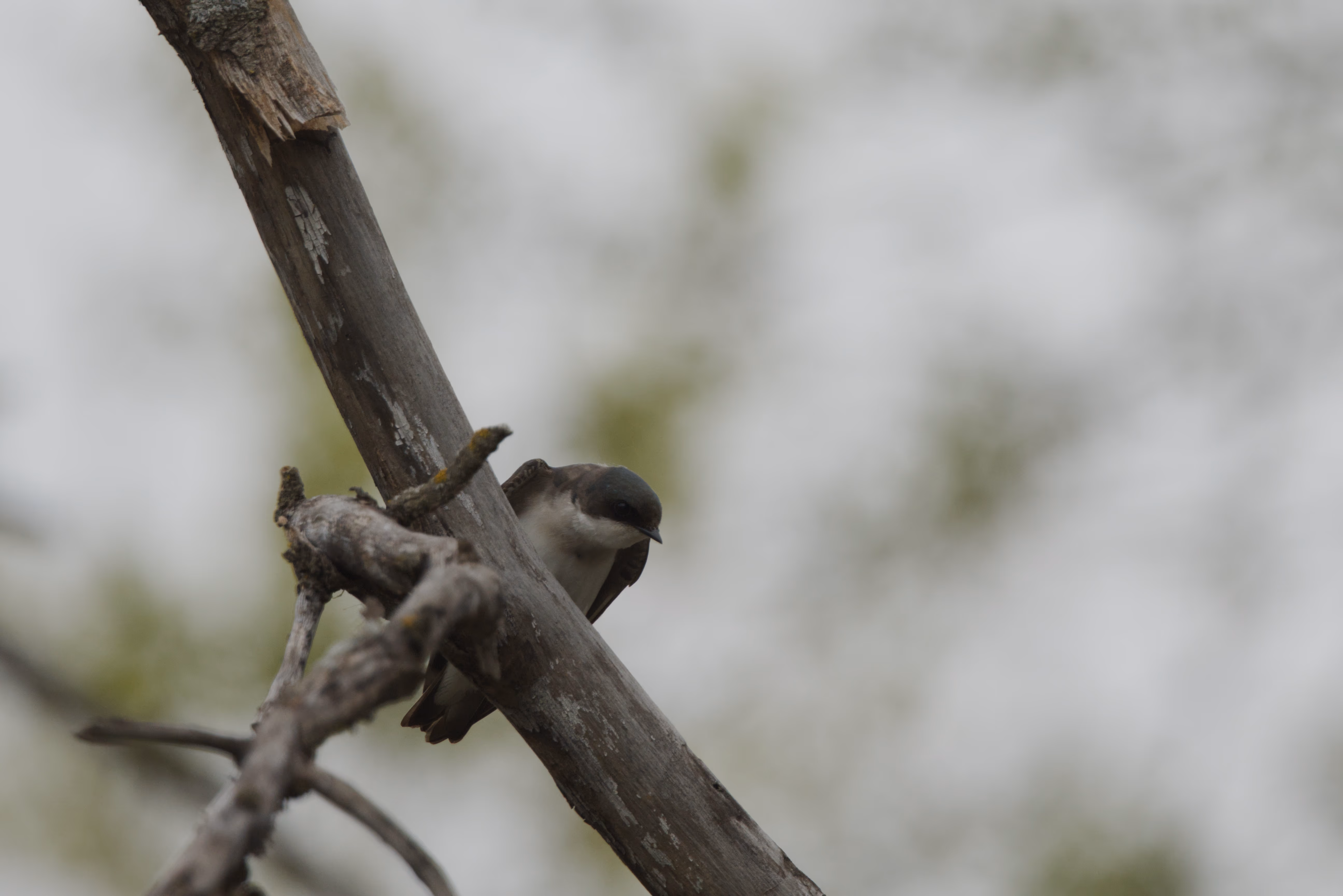 Tree Swallow photograph 1