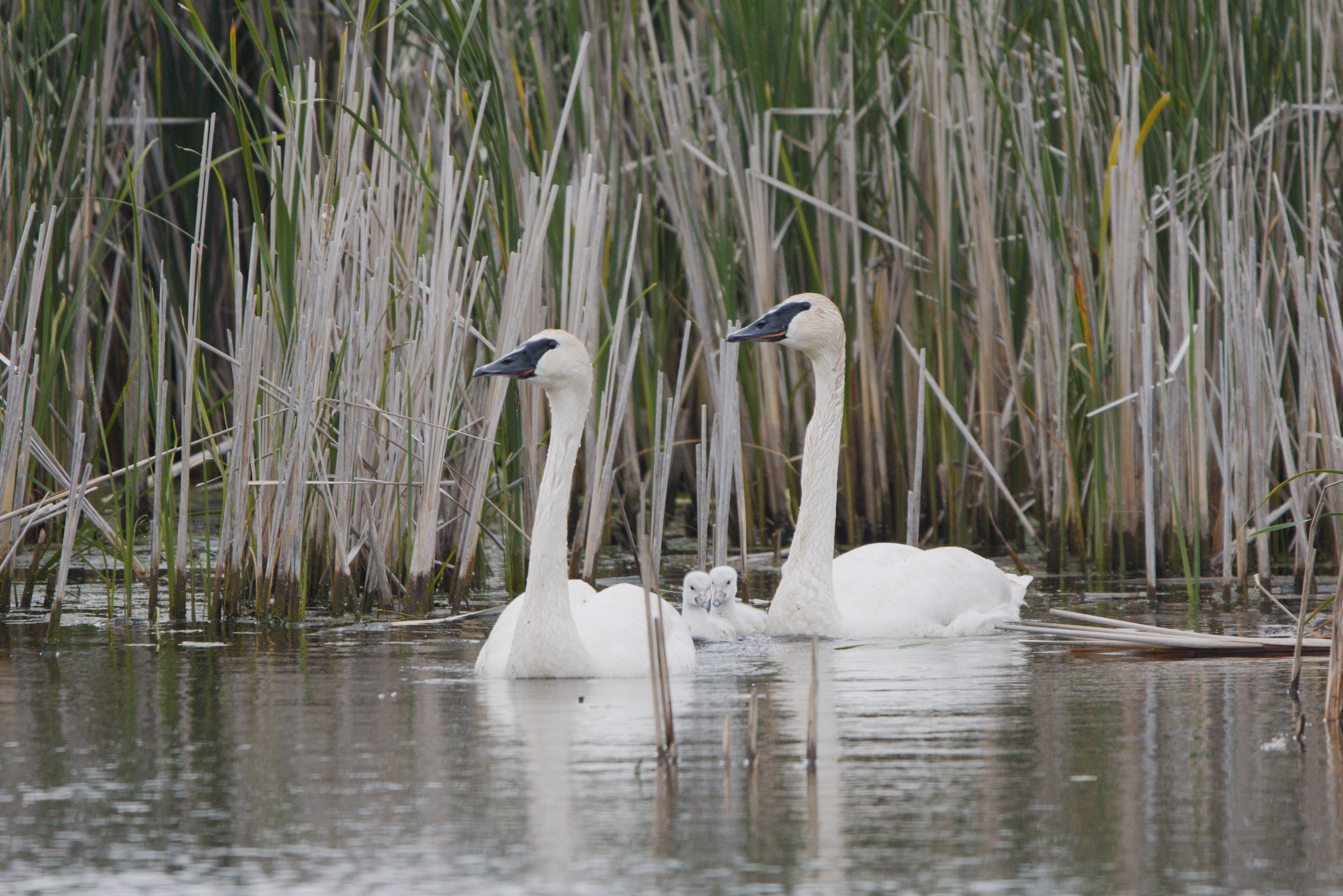 Trumpeter Swan photograph 1