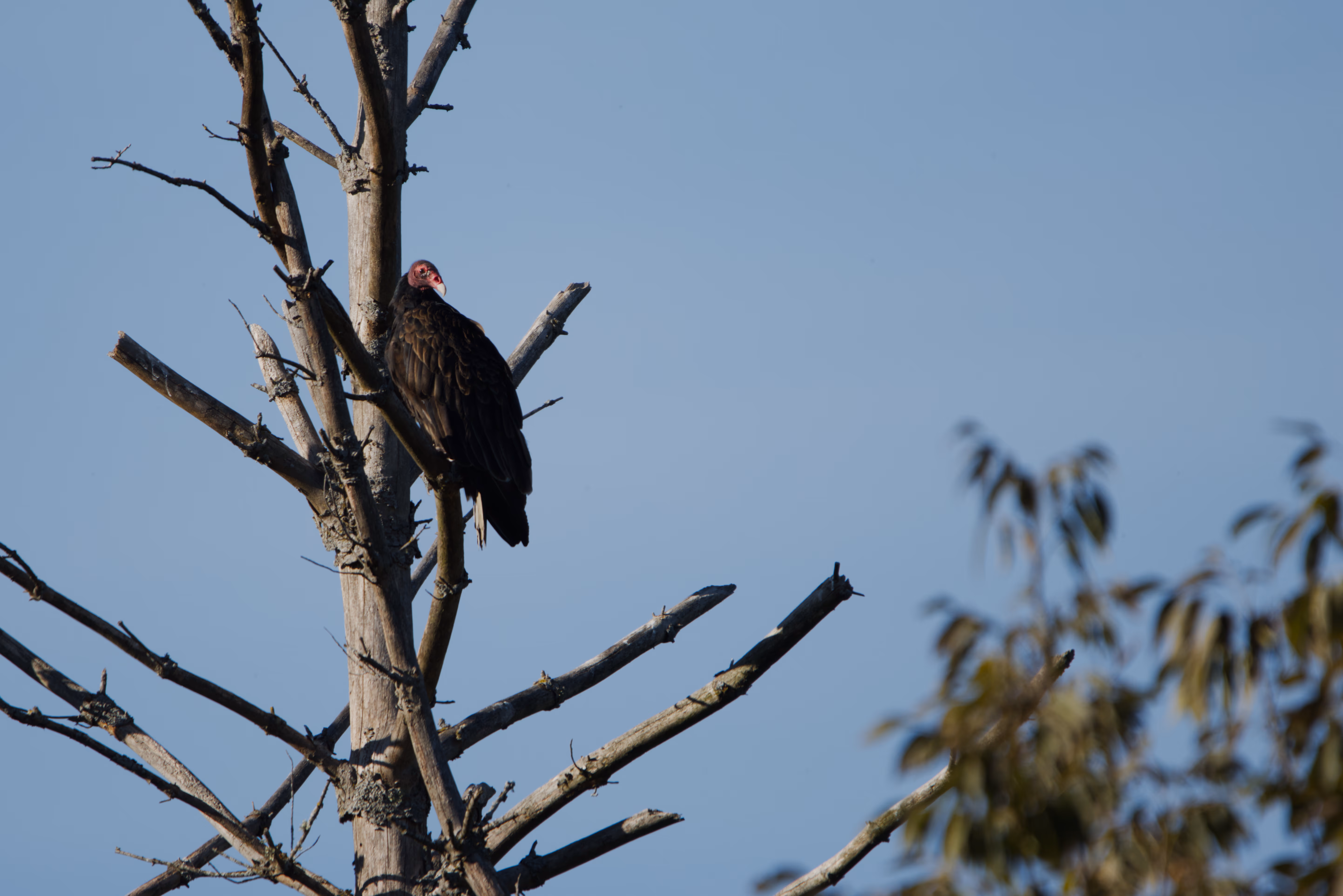 Turkey Vulture photograph 1
