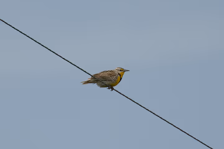 Western Meadowlark trip image