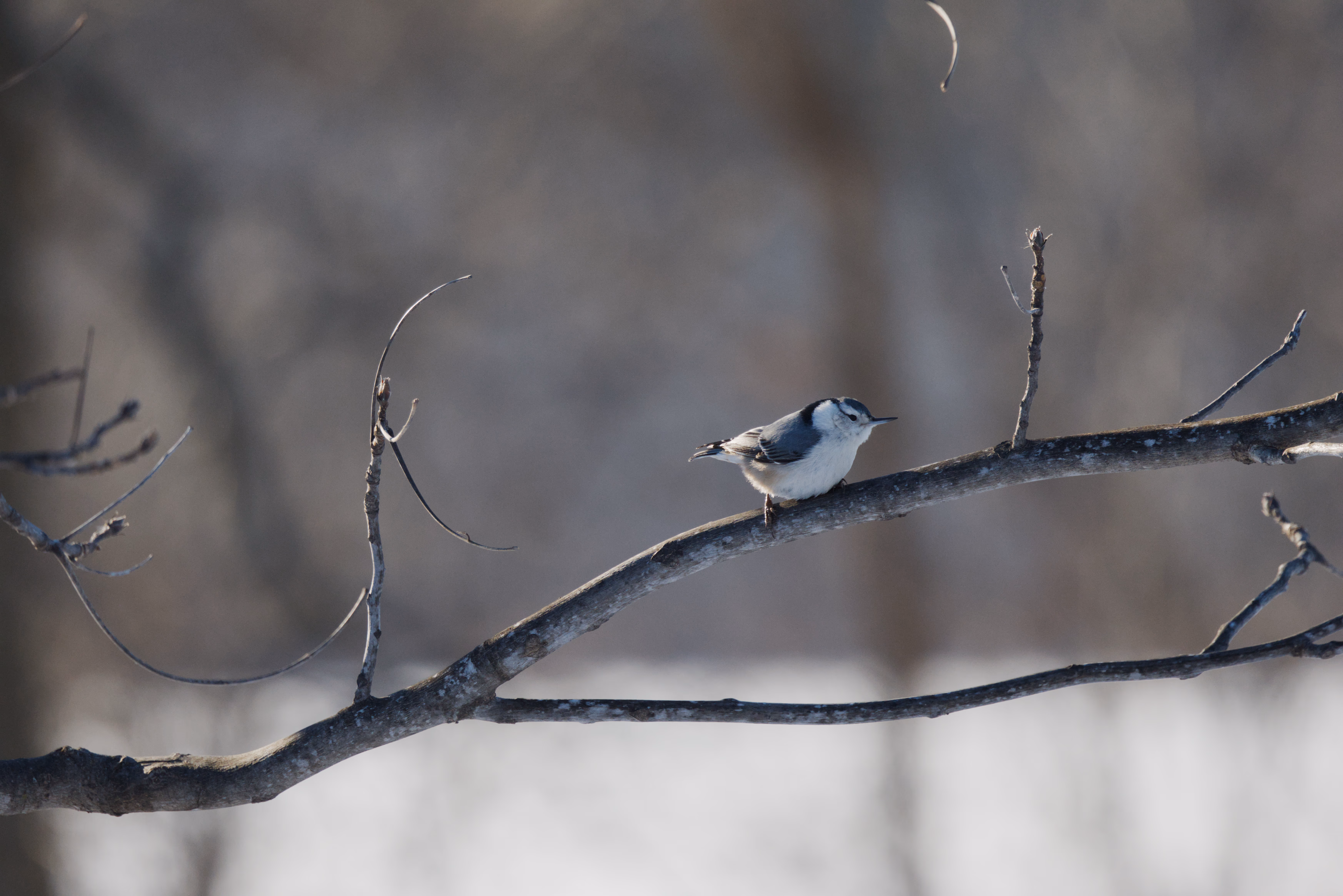 White-breasted Nuthatch photograph 1