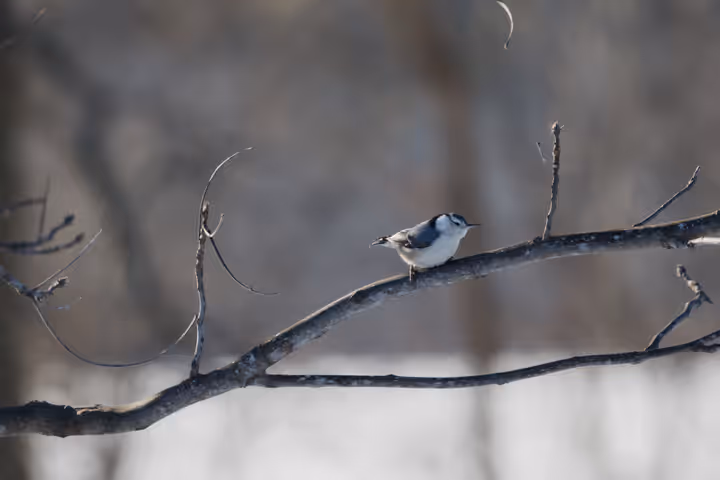 White-breasted Nuthatch trip image