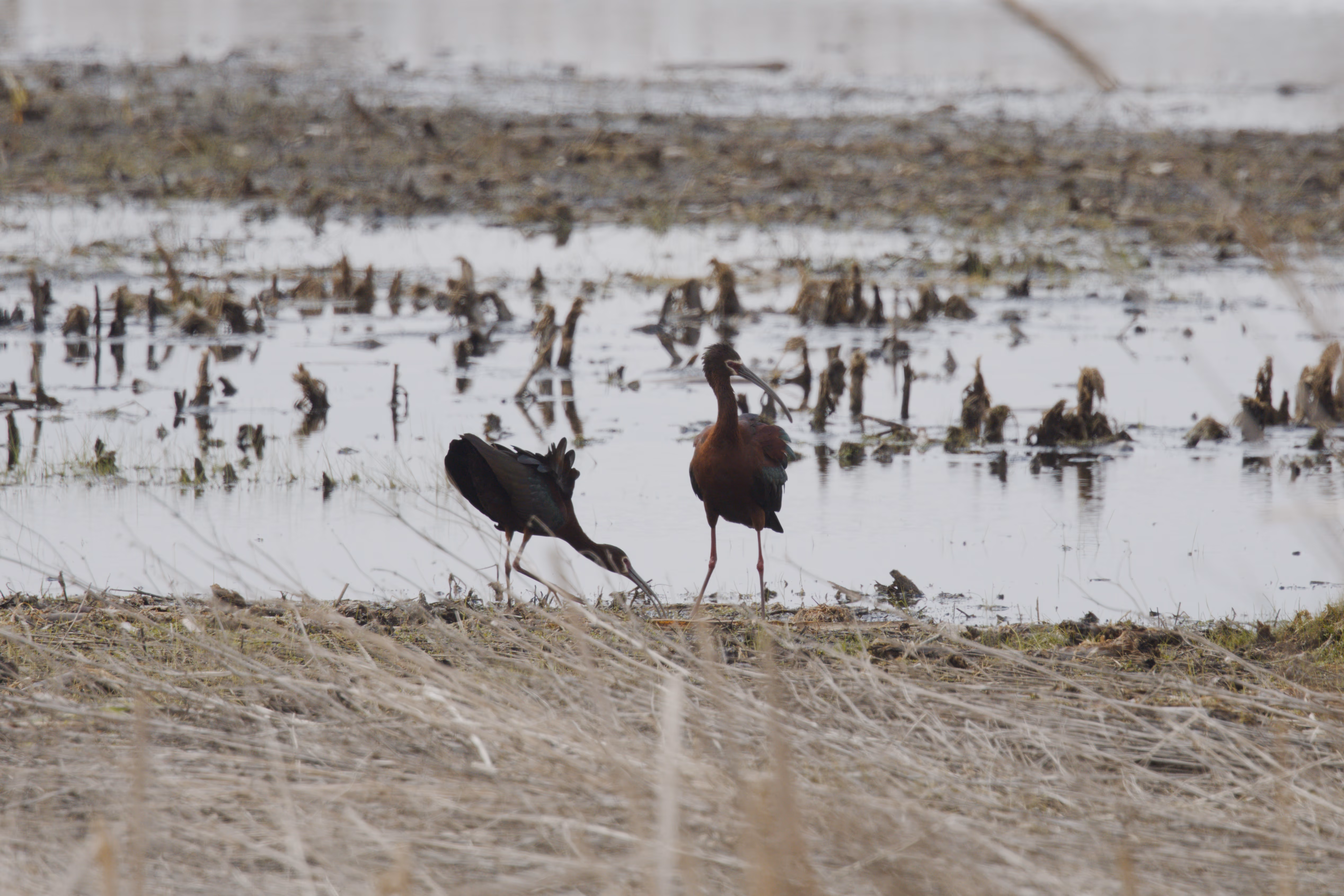 White-faced Ibis photograph 1