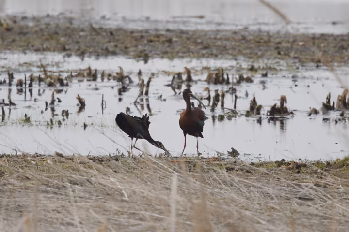 White-faced Ibis recent capture