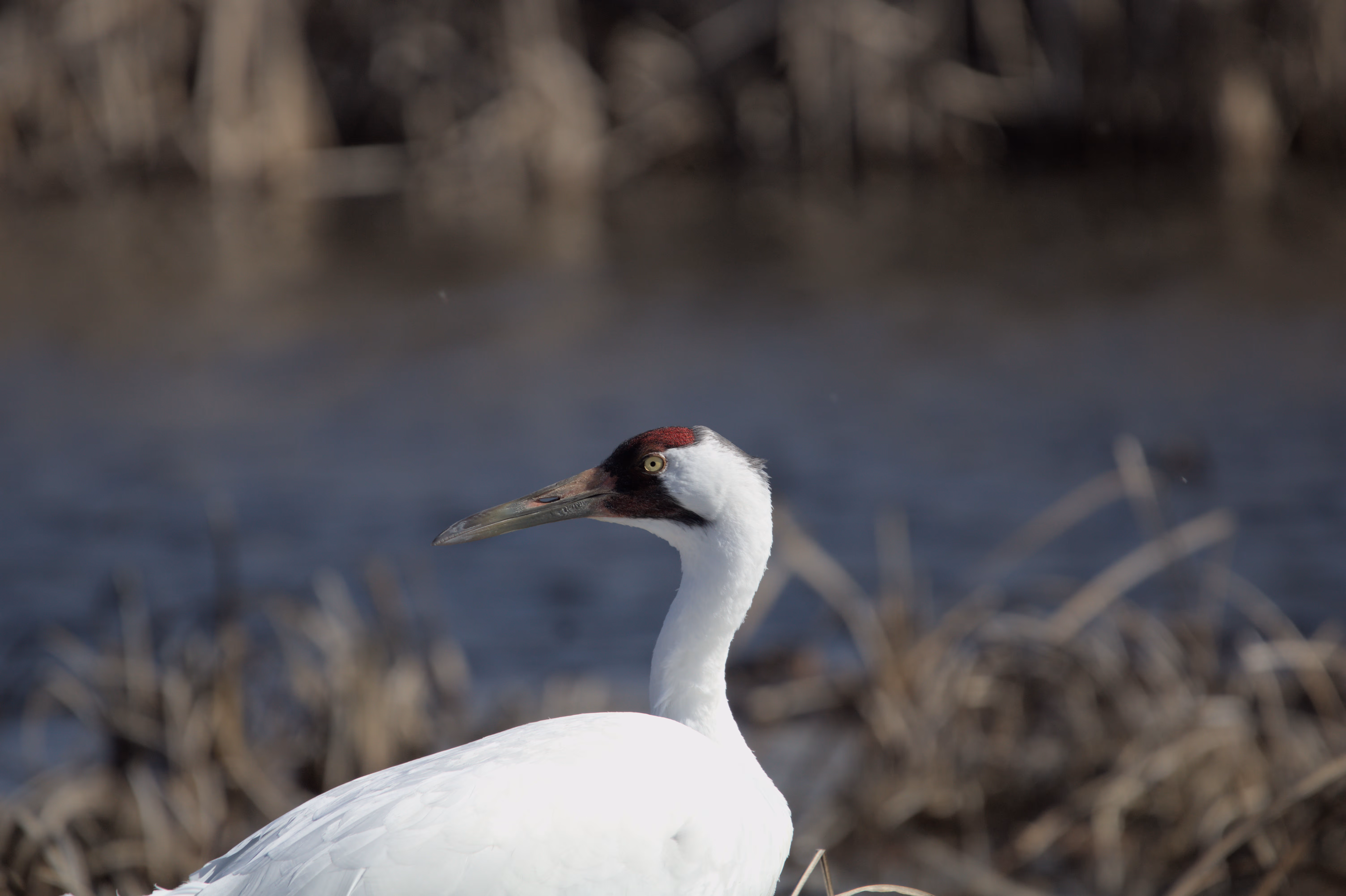 Whooping Crane photograph 5
