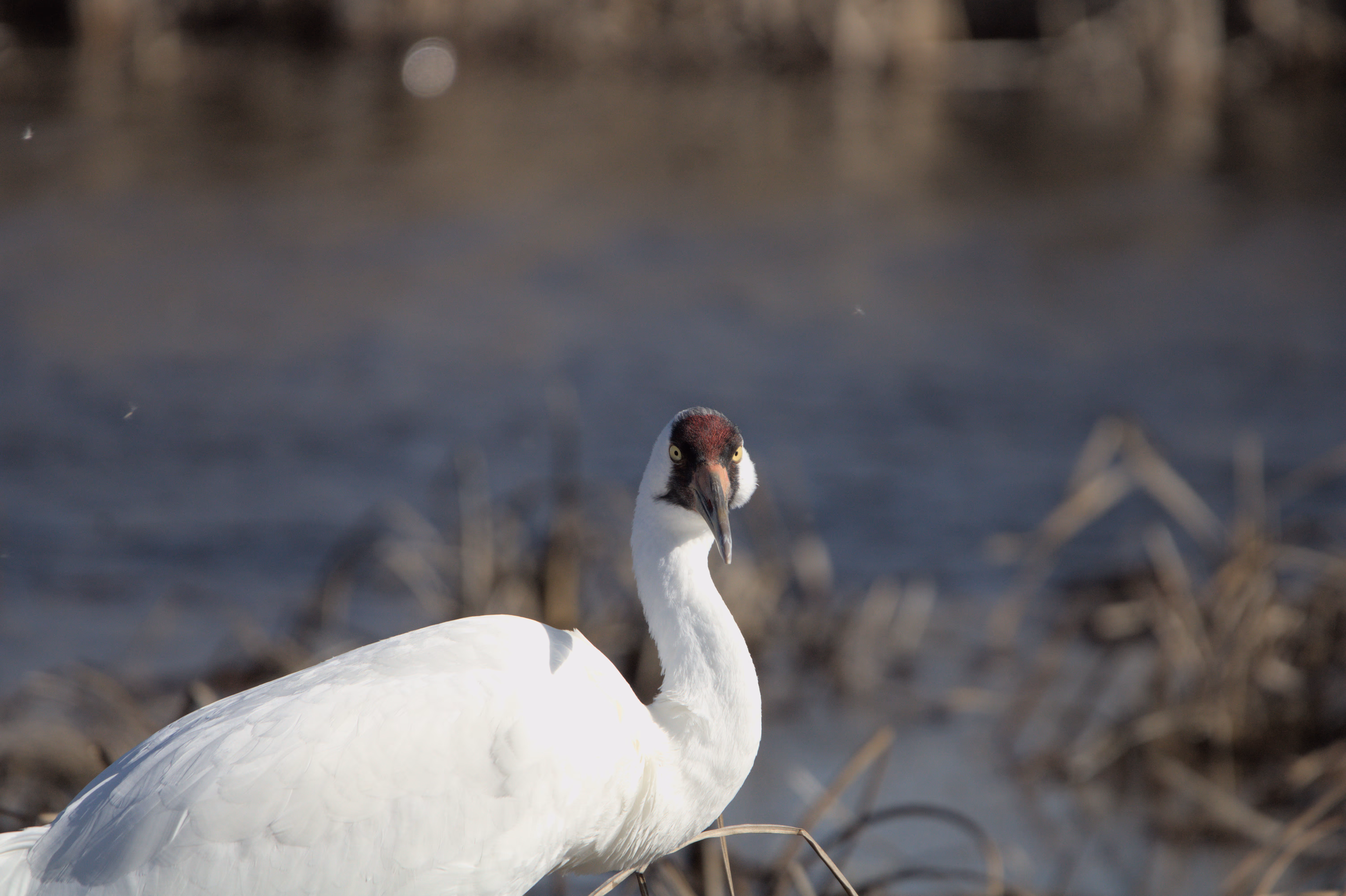 Whooping Crane photograph 3