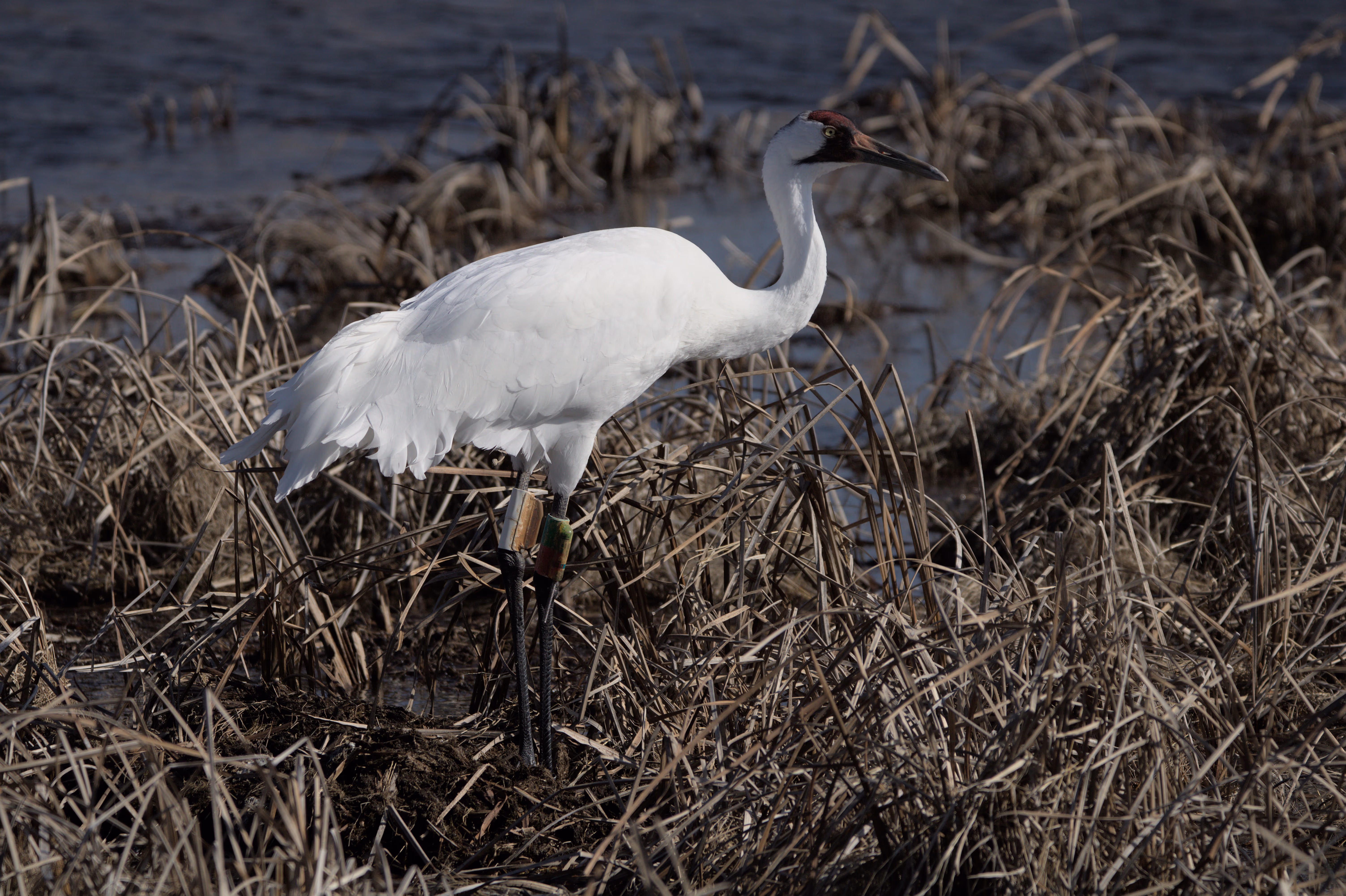 Whooping Crane photograph 2