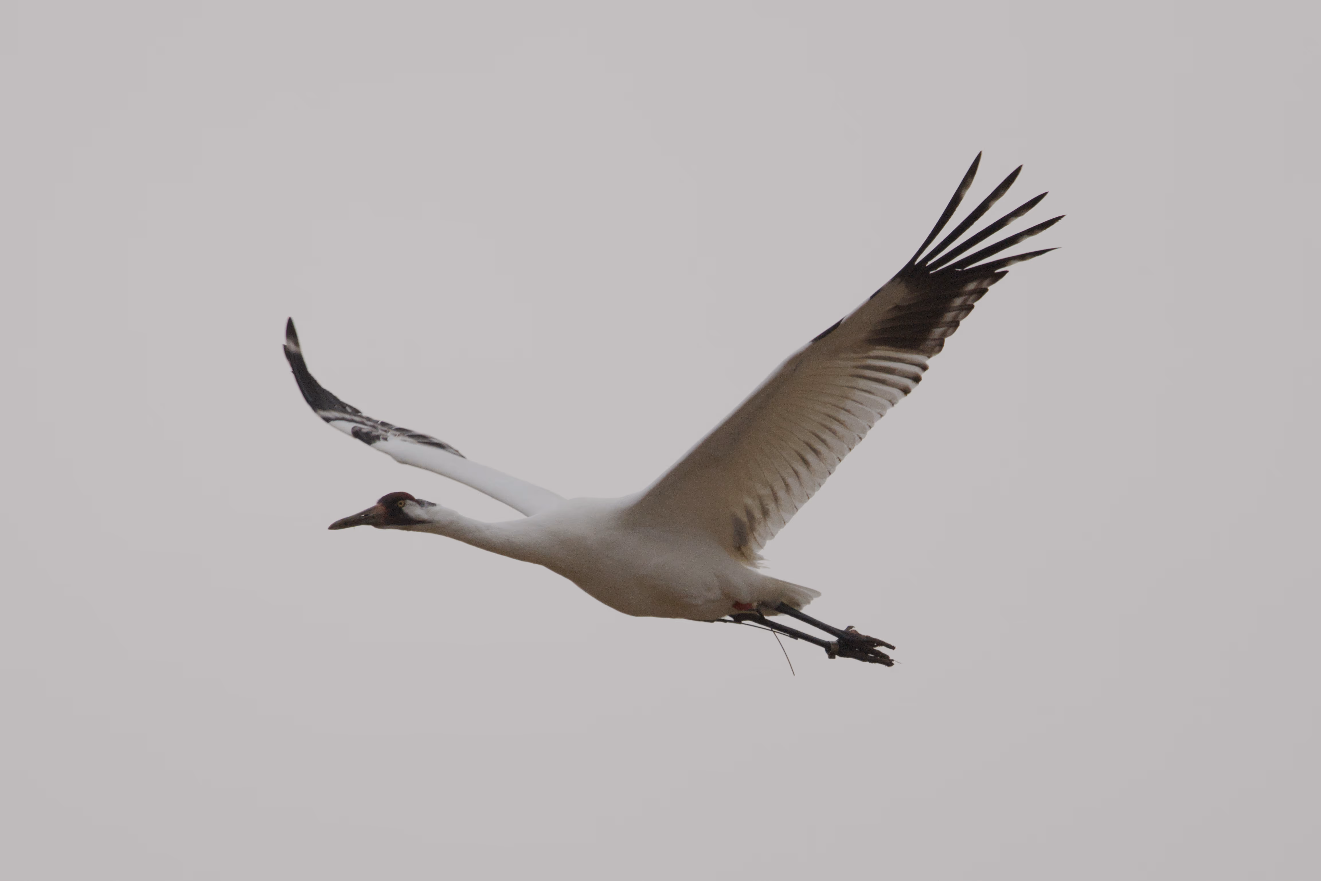 Whooping Crane photograph 1