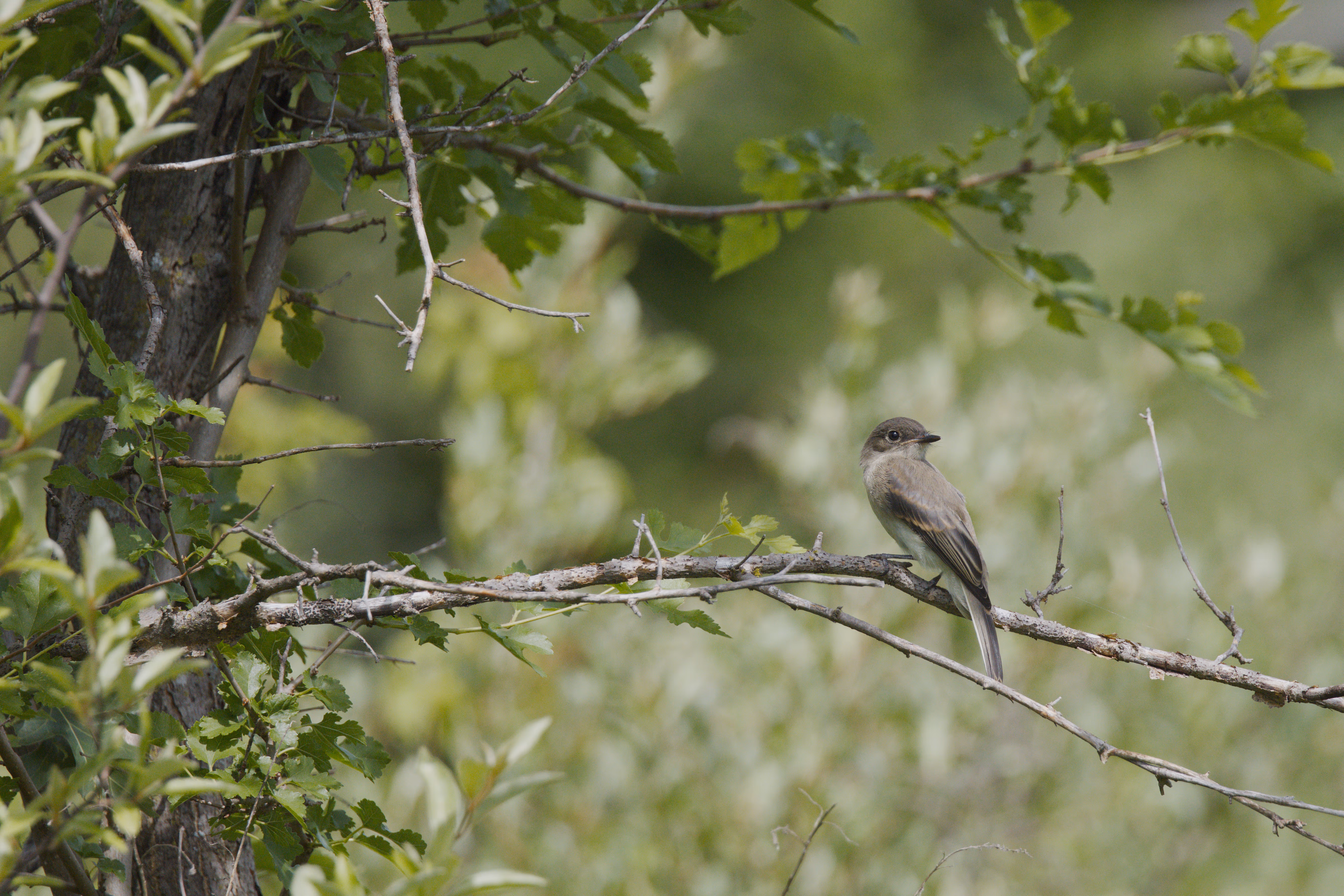Willow Flycatcher trip cover