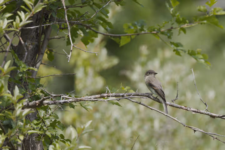 Willow Flycatcher recent capture