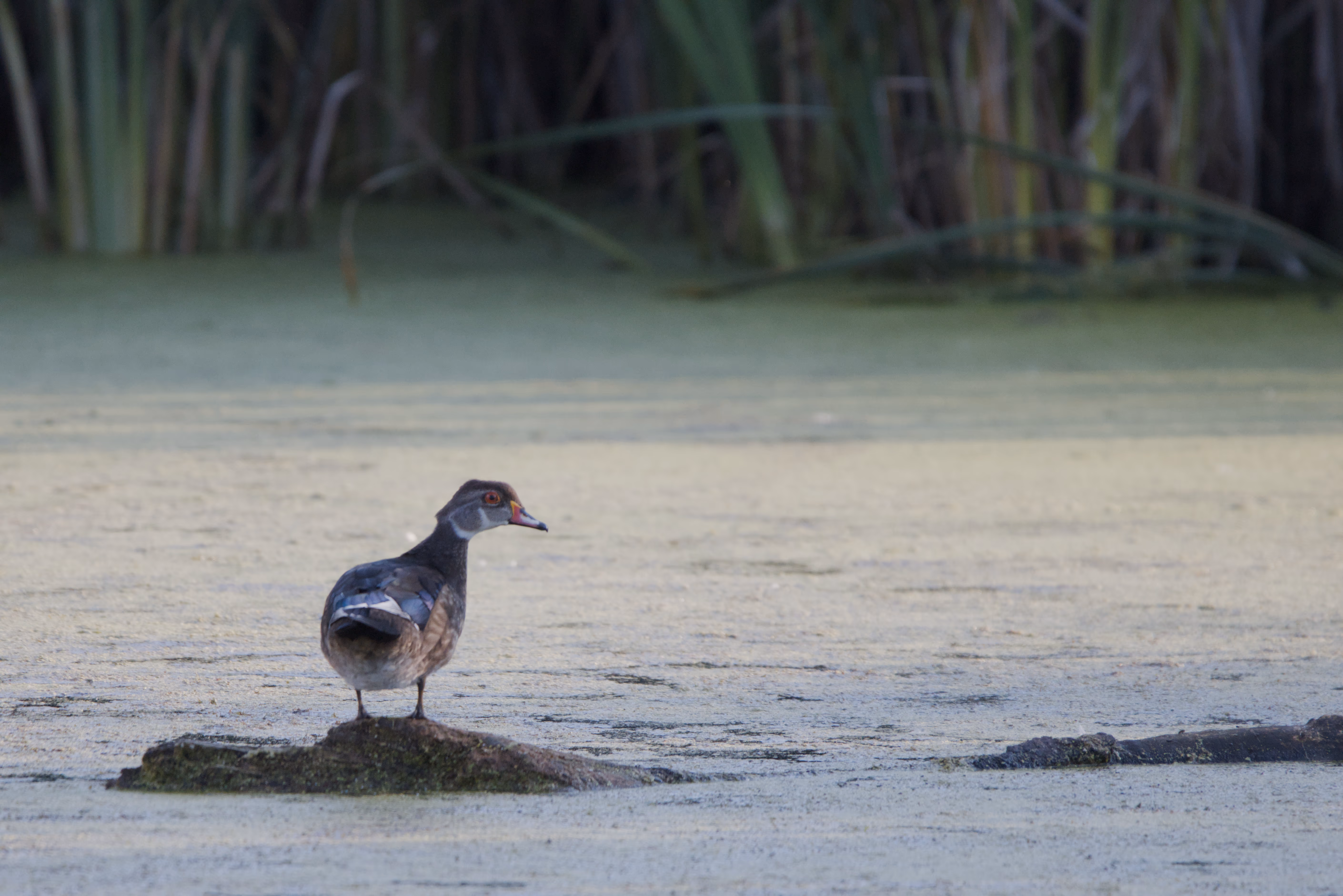 Wood Duck photograph 3