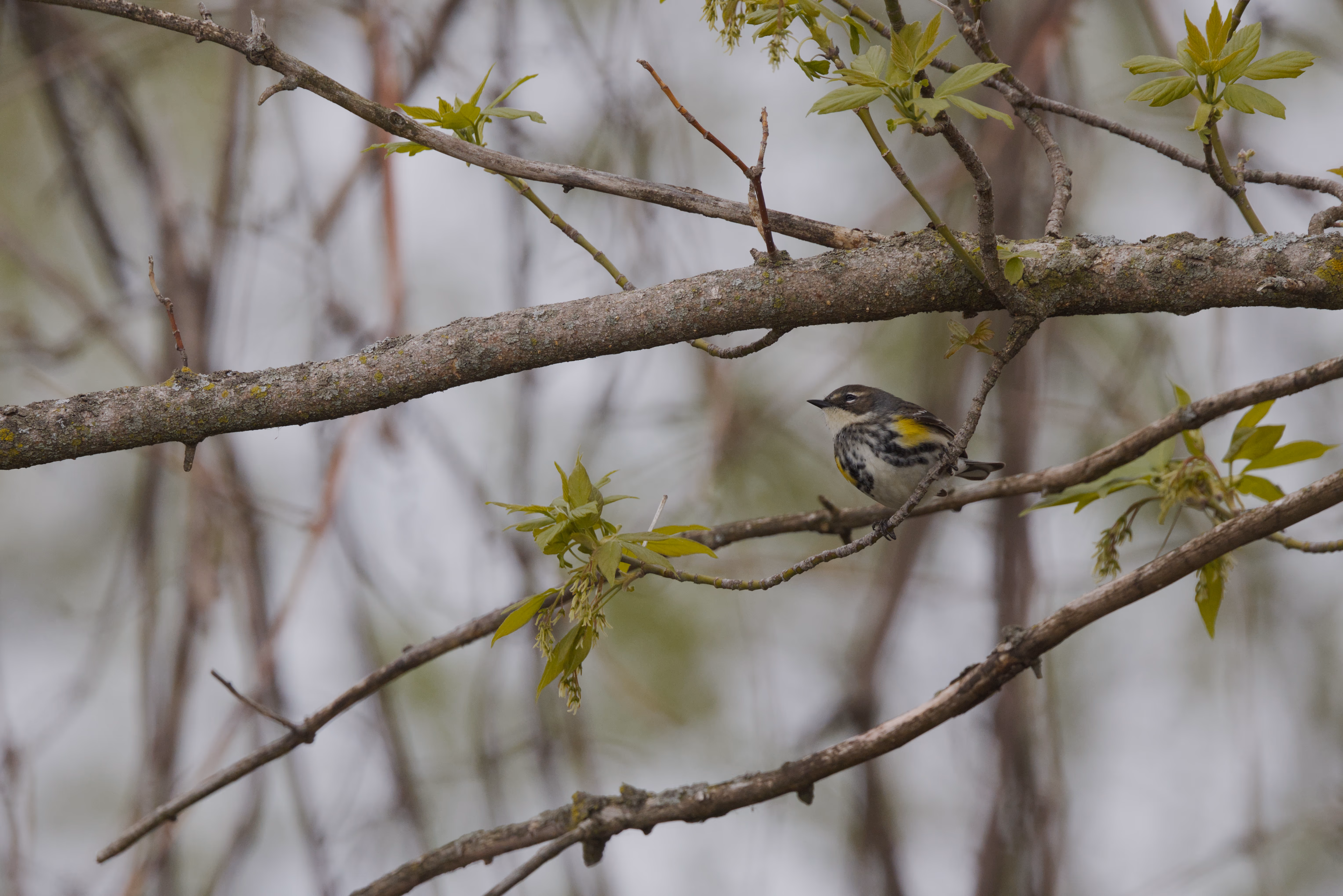 Yellow-Rumped Warbler photograph 2