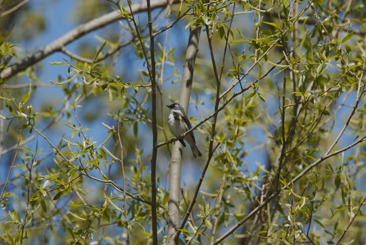 Yellow-Rumped Warbler recent capture