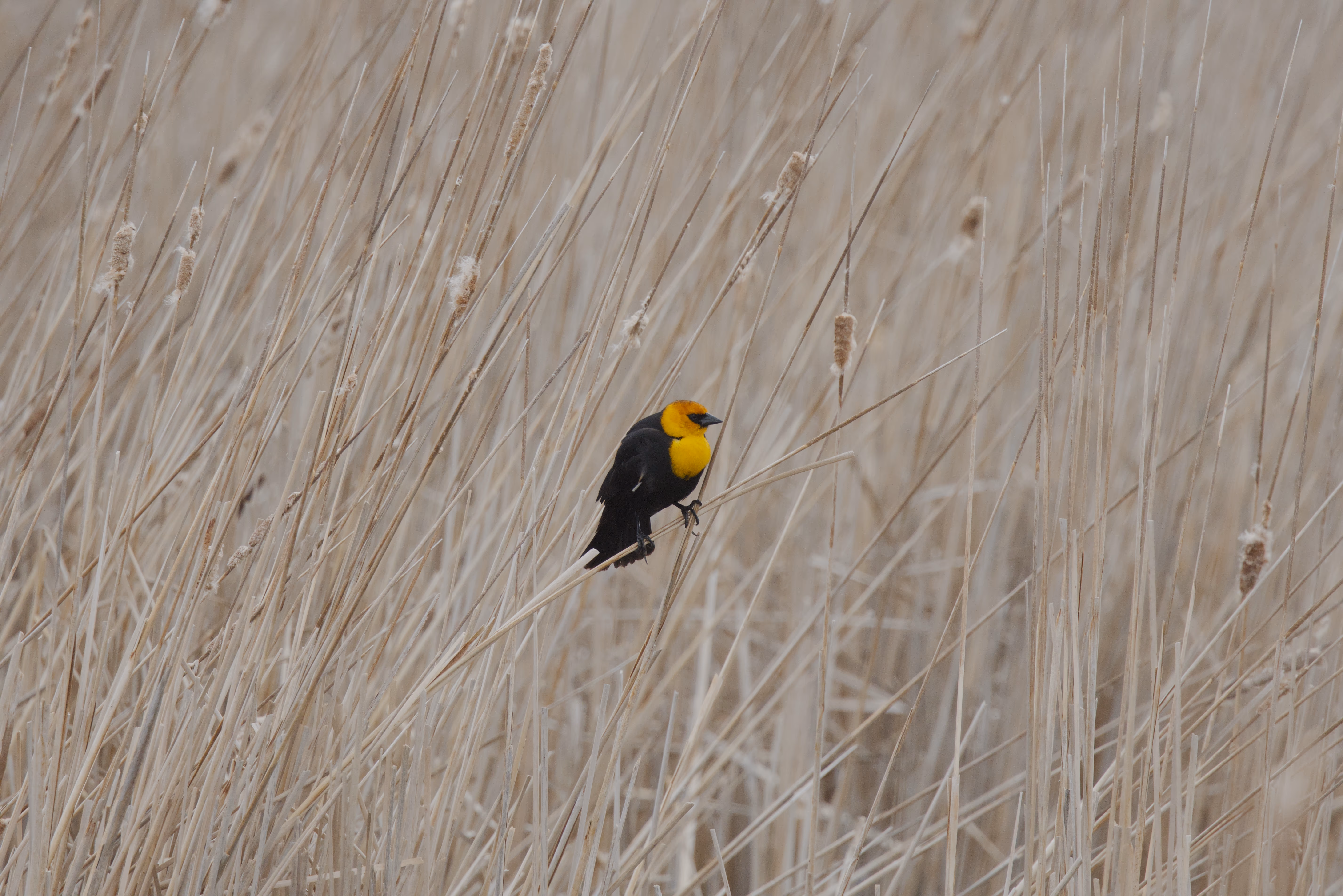 Yellow-headed Blackbird photograph 1