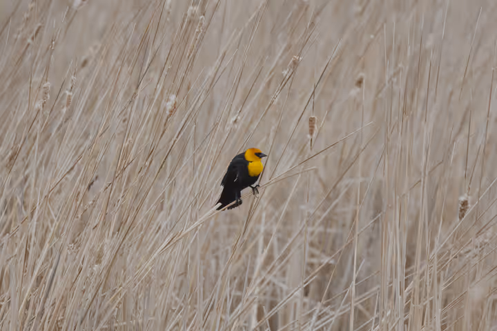 Yellow-headed Blackbird trip image